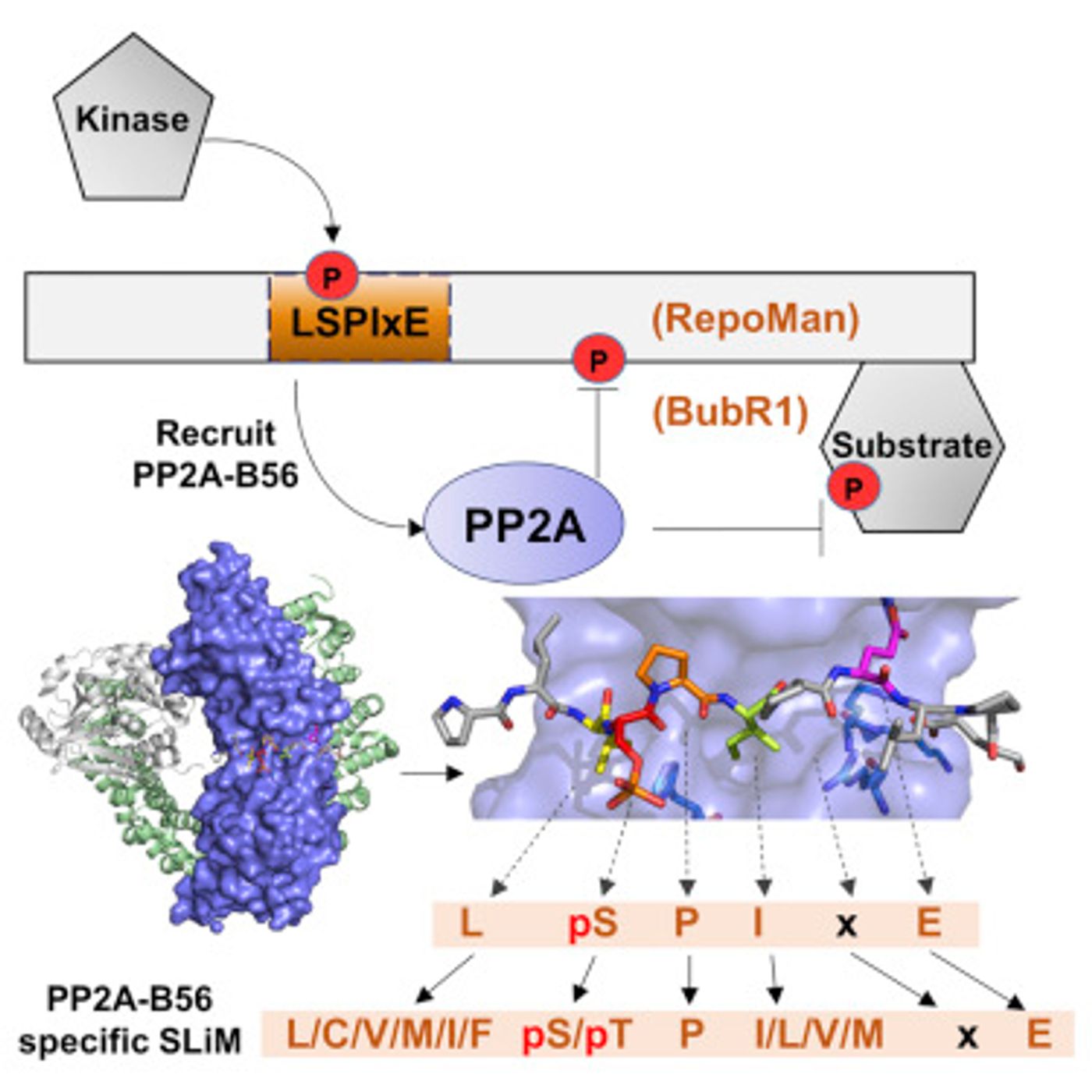  Graphical abstract: Structure Wang et al 2016. Crystal structures of PP2A B56 complex with phosphorylated RepoMan and BubR1. The PP2A-B56 specific short linear motif is L-pS-P-I-x-E. Over 100 proteins that likely bind PP2A were identified via this motif.