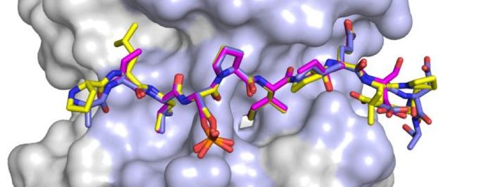 This rendering shows key bindings of three shortened proteins with the enzyme PP2A: Phosphorylated RepoMan (yellow), Phosphorylated BubR1 (slate), and double phosphorylated BubR1 (magenta)./Credit: Xinru Wang, et al./Brown University