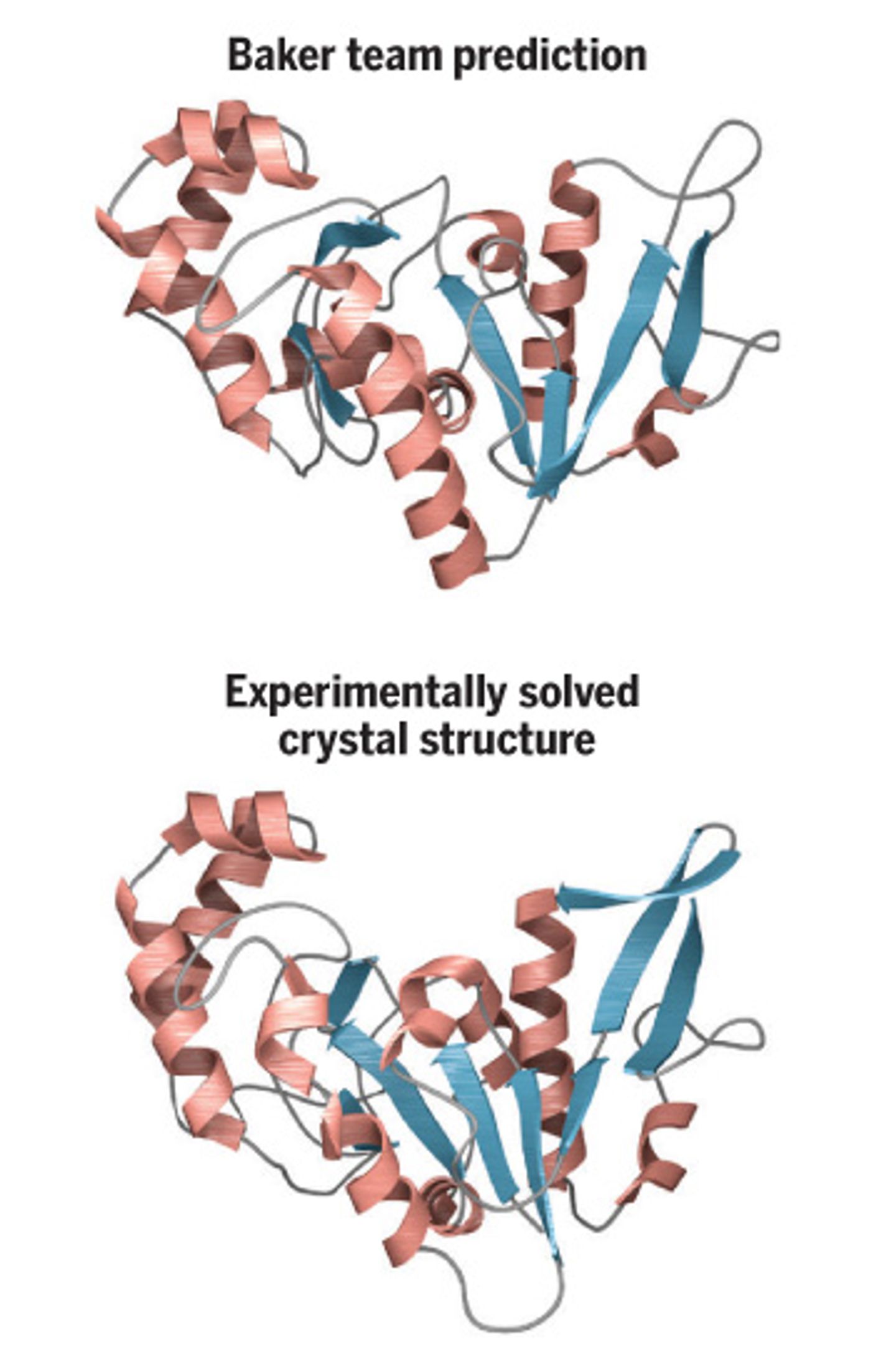 In a protein-folding competition, Baker's team stunned judges by almost matching the actual structure. / Credit: V. Altounian/Science