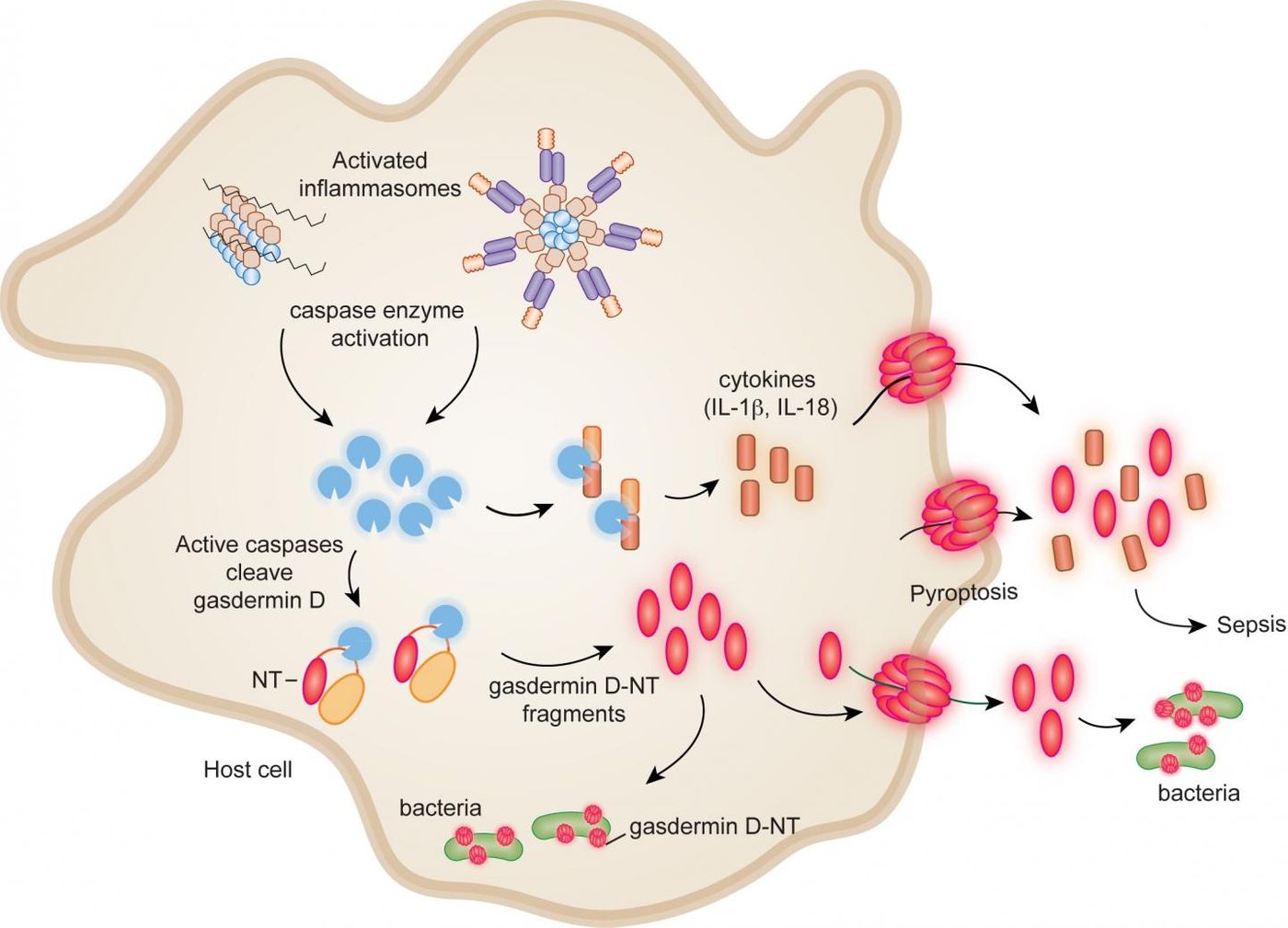 During bacterial invasion, protein complexes called inflammasomes activate, in turn activating caspase enzymes, which cleave gasdermin D, releasing active fragment - gasdermin-D-NT. The fragments (shown as red ovals) perforate the membranes of the bacteria (in green) that are infecting cells, killing them, and also group together to form pores that punch holes in the membrane of the infected cell. This causes pyroptosis: The cell explodes open, releasing bacteria together with cytokines that sound an immune alarm. Outside the cell, gasdermin-D-NT fragments can also kill bacteria directly. / Credit: Xing Liu, PhD, Boston Children's Hospital and Youdong Pan, PhD, Brigham & Women's Hospital