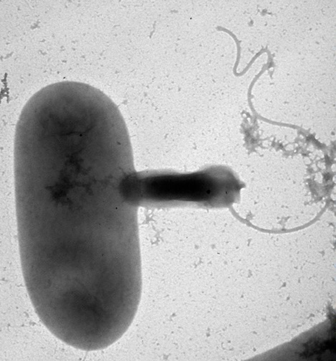 Bdellovibrio (right) preys on a larger cell.