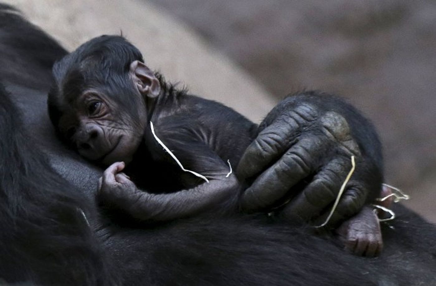 Shinda holds her newborn baby after it was born.