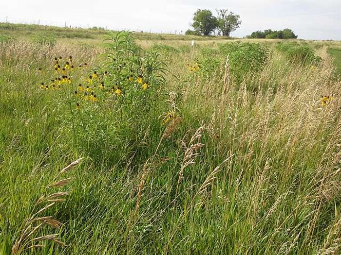 ARS scientists found antibiotic-resistant bacteria occurring naturally in undisturbed Nebraska prairie soils. / Credit: ARS
