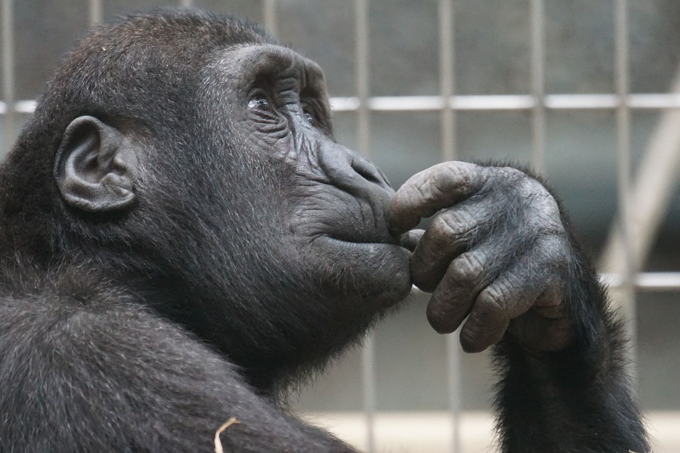 More than half of all apes, monkeys and other primates at risk of