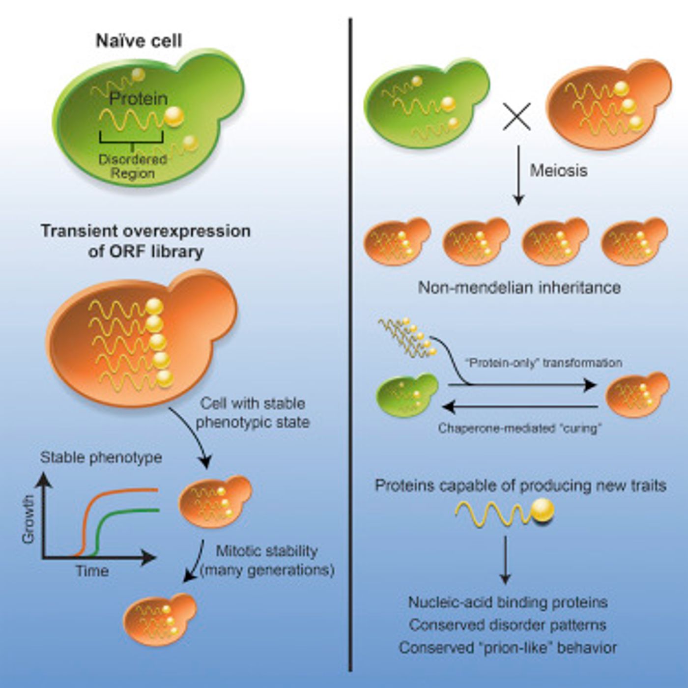 Cell 2016 Chakrabortee et al