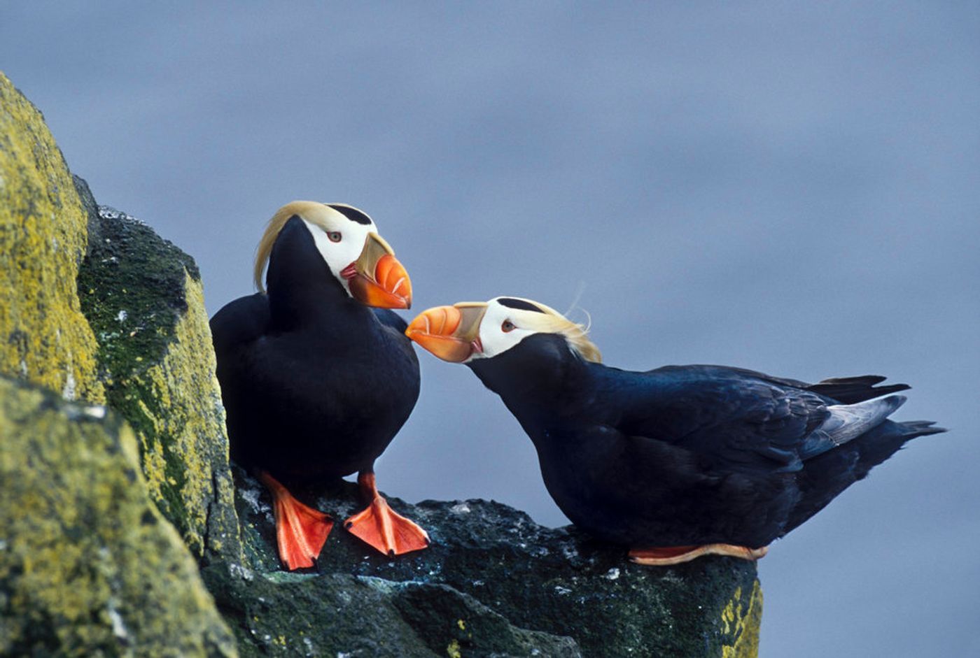 Two tufted puffins engage in a mating ritual on the cliffs of St. Paul. Photo: Patrick J. Endres/ Getty Images