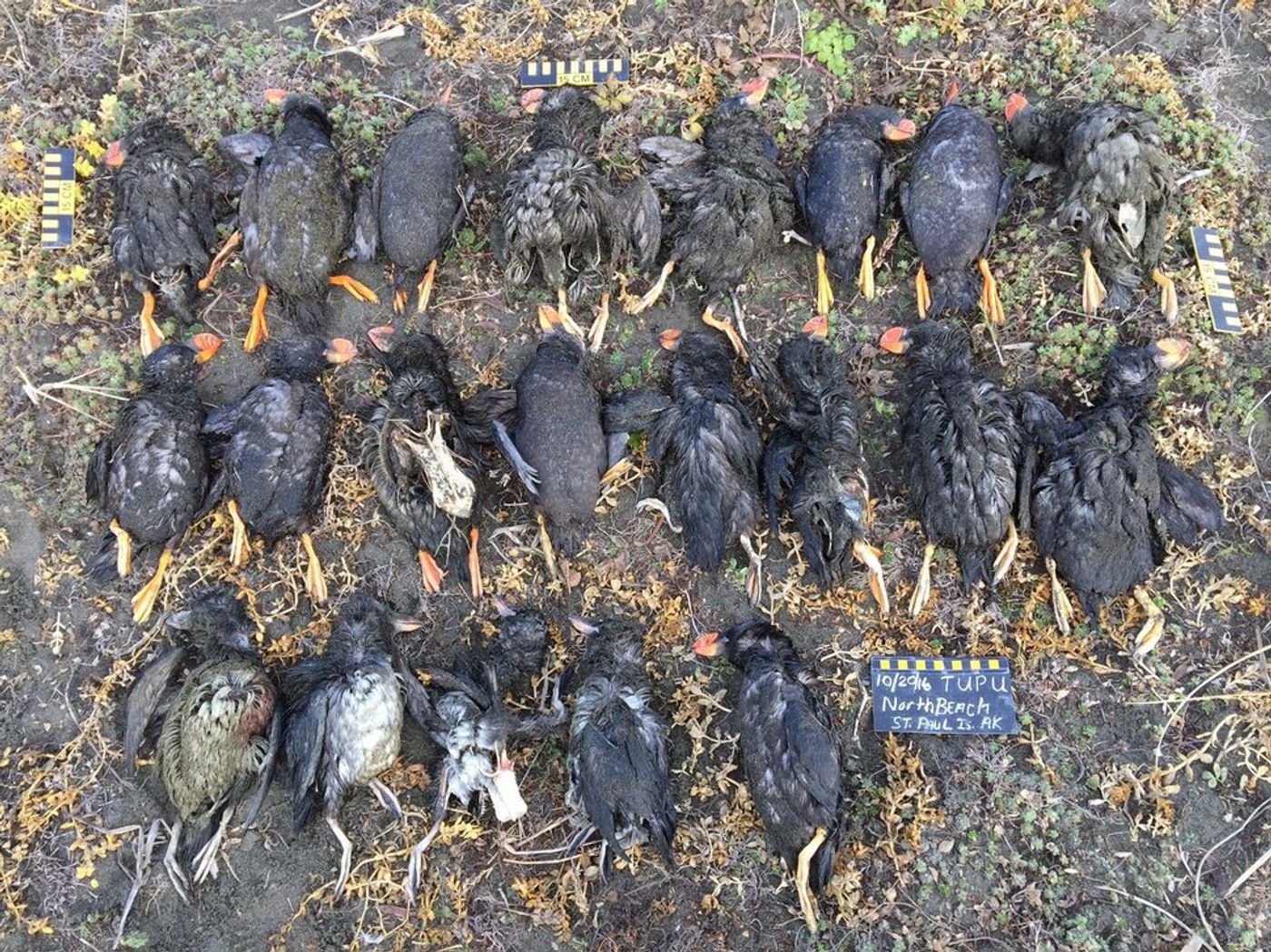 Some of the puffins found dead in St. Paul this October. Photo: Paul Melovidov