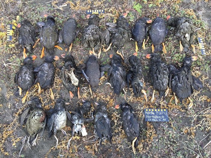 Some of the puffins found dead in St. Paul this October. Photo: Paul Melovidov