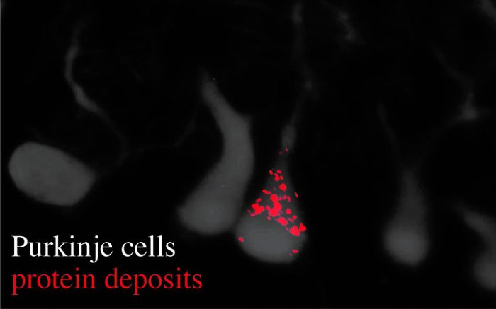 Image reveals Purkinje cells (gray) and their dendrites, as well as an accumulation of protein deposits (red dots). / Credit: Ackerman Lab/UC San Diego