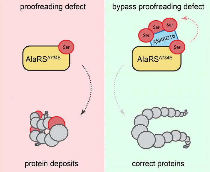 Proofreading defect bypassed. / Credit: Ackerman Lab/UC San Diego