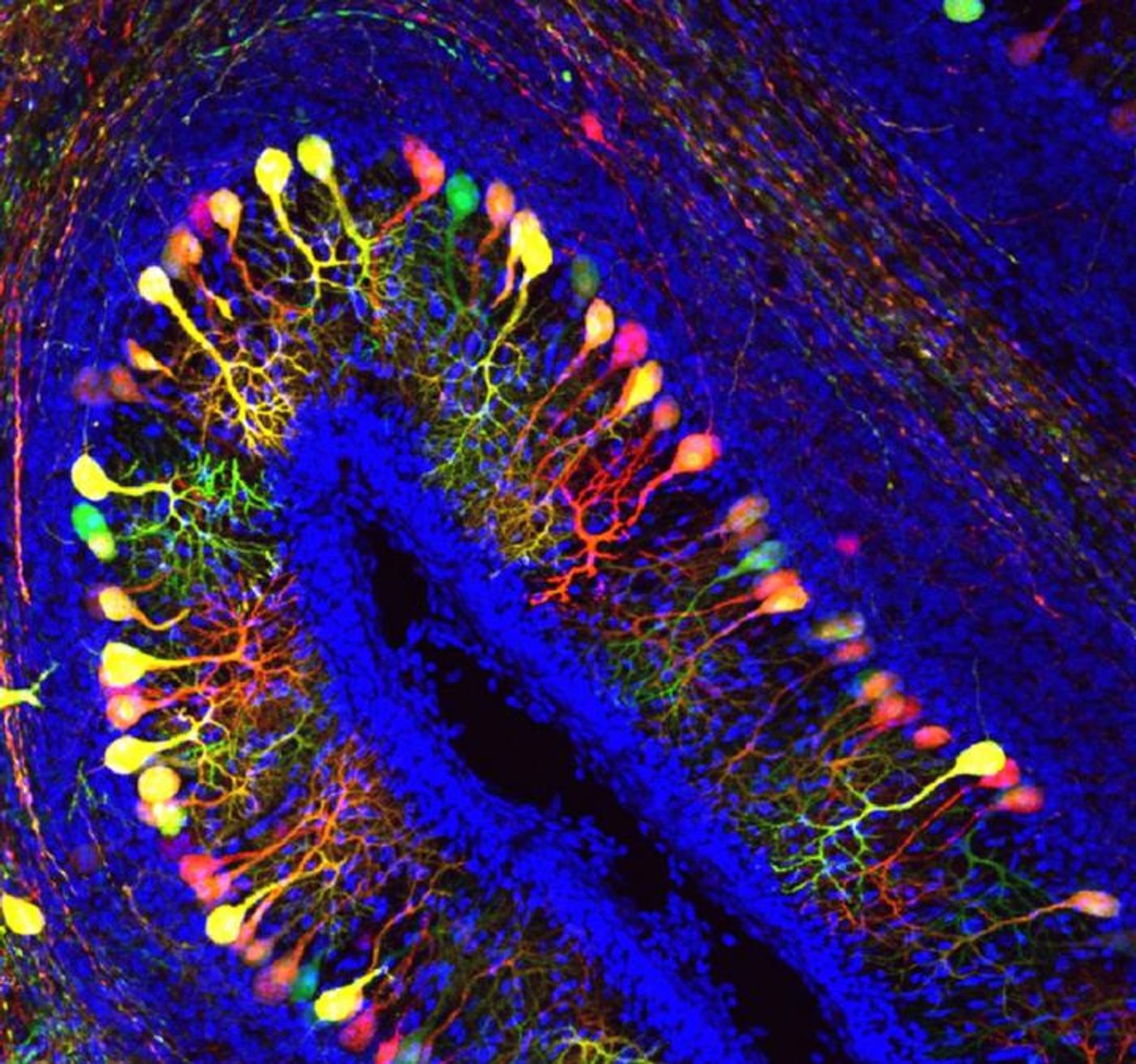 A cross-section of the folded cerebellar cortex or 'little brain' of a chicken embryo, with 3 layers of cells. The middle layer consists of Purkinje cells with their characteristic dendritic branches. This image shows healthy Purkinje cells, highlighted in bright colors. With a deactivated MCT8 transporter, the Purkinje cells would have much smaller dendritic branches. / Credit: KU Leuven Lab of Comparative Endocrinology - Joke Delbaere & Pieter Vancamp