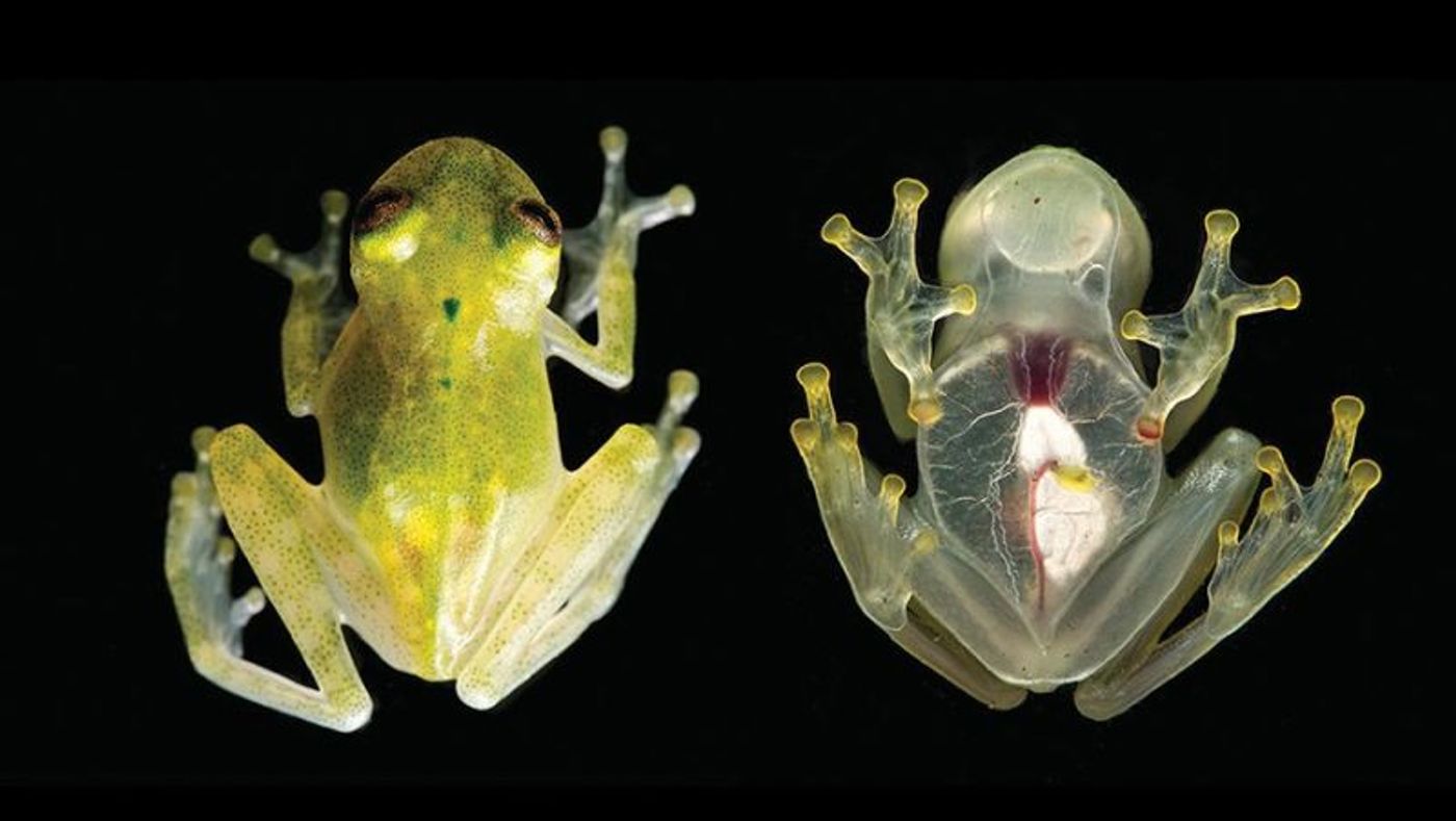A close-up view of the newly-discovered glassfrog H. Yaku.