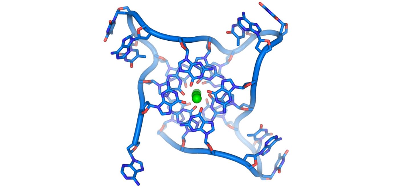 G4 structure in DNA of human telomere