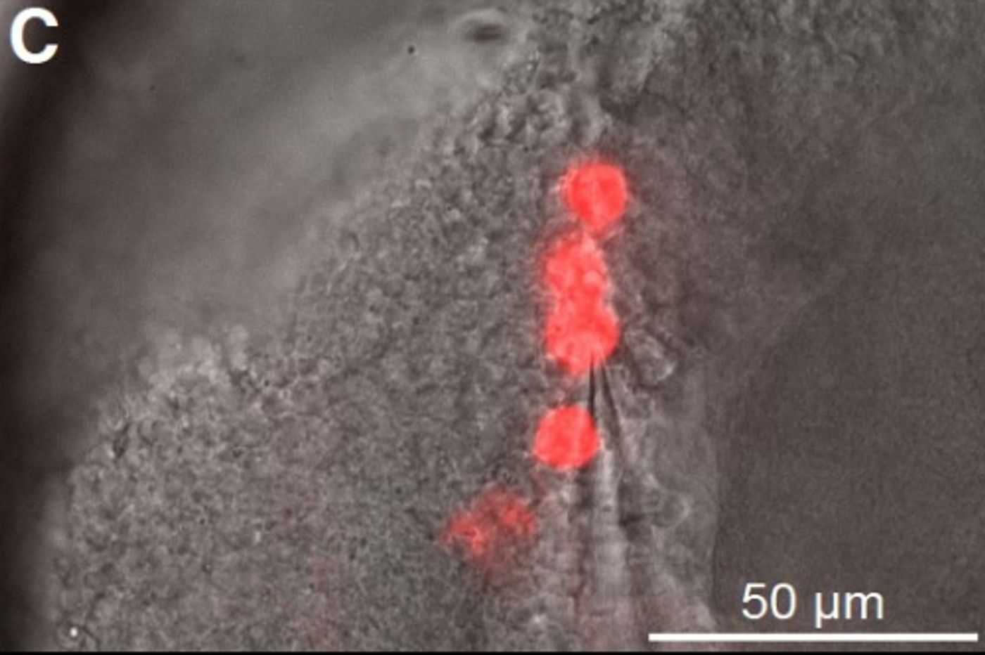 Detail of a clock neuron with recording electrode / Credit: University of Bristol