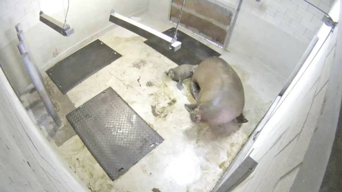 Quebec City Aquarium sees first captive walrus birth ever in Canada.