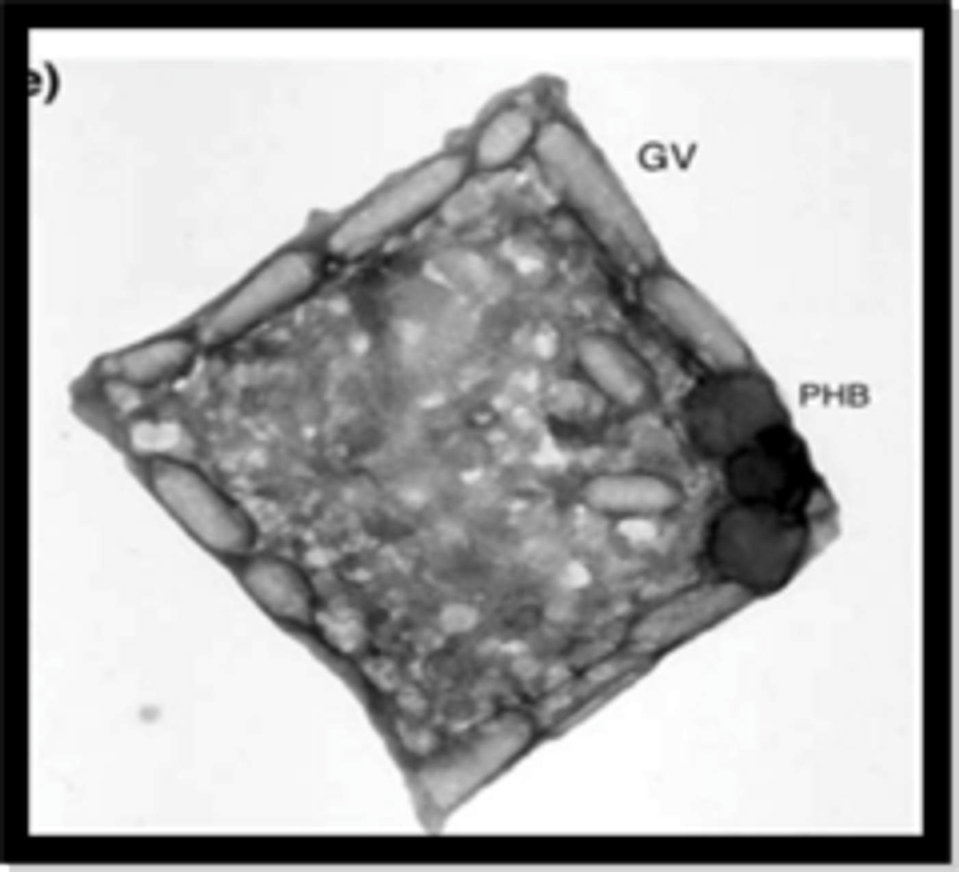 Gas vesicles (GV) line the cell periphery.