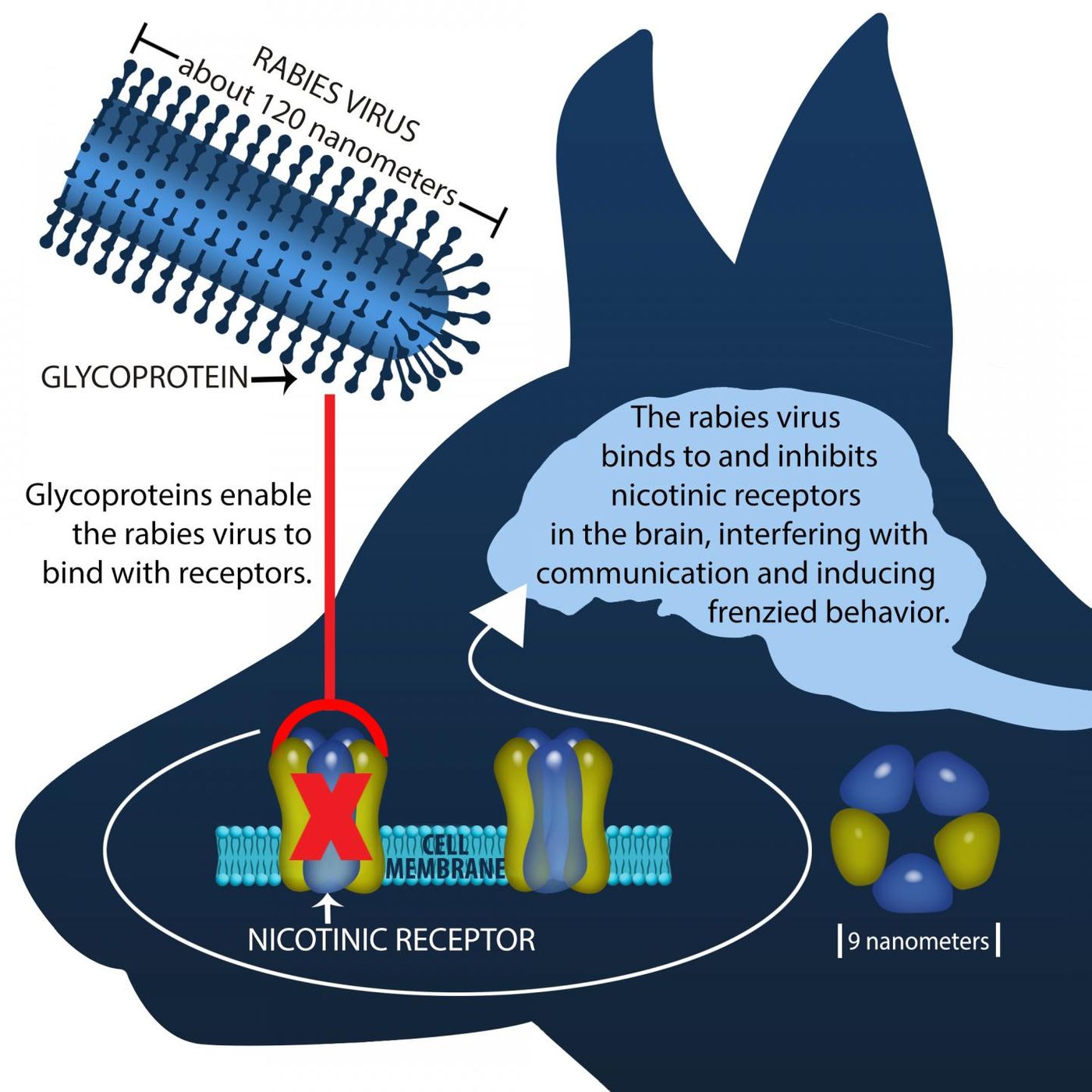 This illustration shows how the rabies virus inhibits nicotinic receptors in the brain, which interferes with communication and induces frenzied behavior. / Credit: Illustration by Meghan Murphy.