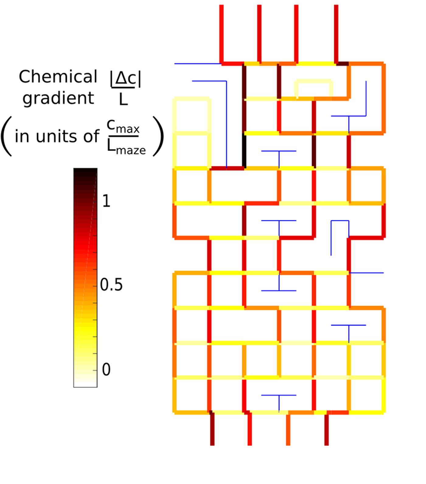 Map of the chemical gradient in the maze. The gradient is measured in units of the characteristic maze gradient cmax / Lmaze, where cmax is the concentration of chemoattractant at the finish and Lmaze = 1 mm. Edges with zero gradient are colored blue