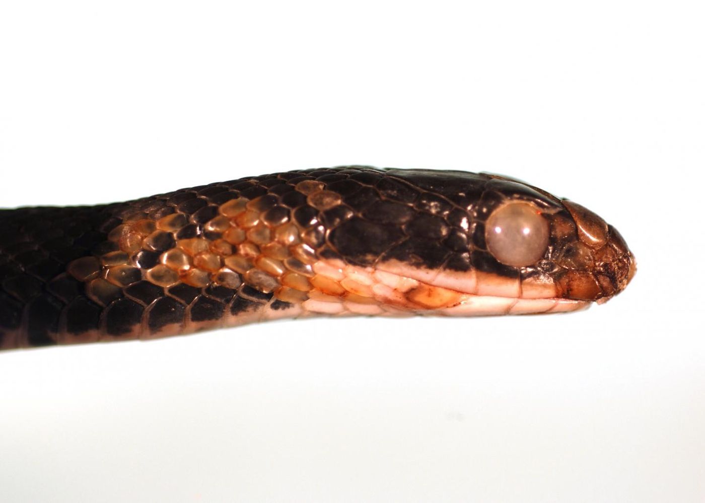 This is an eastern racer (Coluber constrictor) showing signs of fungal skin infection. Obvious external abnormalities are an opaque infected eye, roughened crusty scales on the chin, and several discolored roughened scales on the side of neck./ Credit: © USGS National Wildlife Health Center/D.E. Green