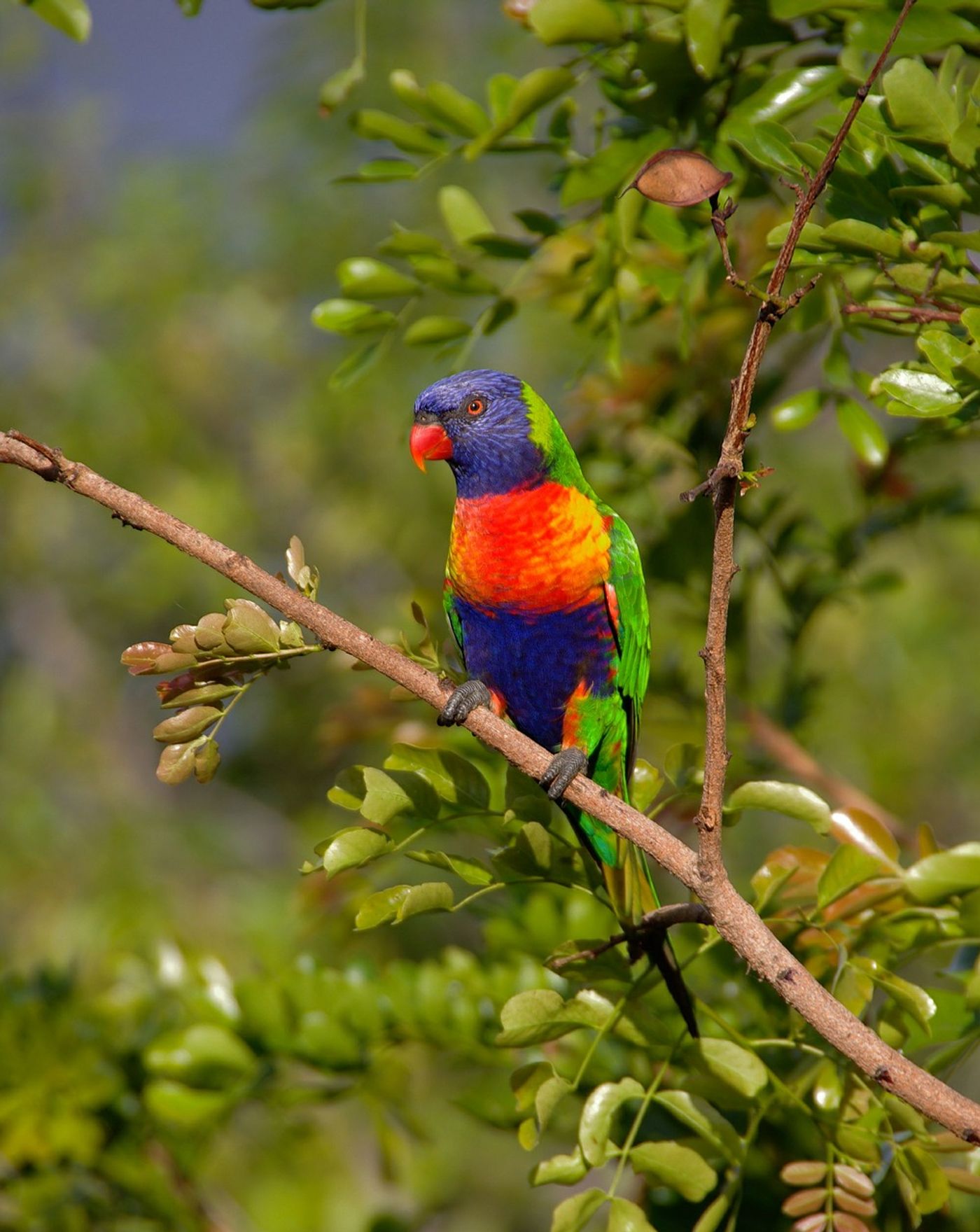 Parrots from Peru are just one of the types of animals known to partake in geophagy.