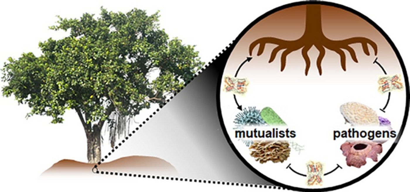 "Fig 1. Roles of microorganismal lectins. Lectins (highlighted yellow) found in root systems of plants and trees elicit a diverse array of functions. These include defense against pathogens, as well as support for mutualists and symbiotes. Lectins are also key weapons in the arms-race of competing microorganisms."