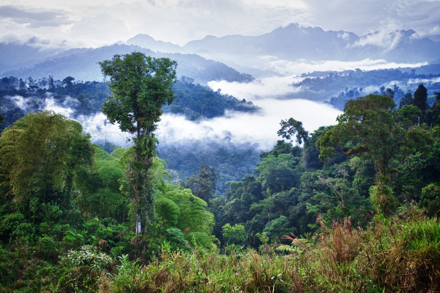 Tropical forests like this one in Ecuador are losing twice as many trees as they were 35 years ago. Pacific Standard