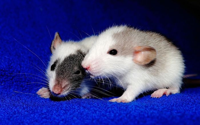 Do rats help one another out? A new study says yes.