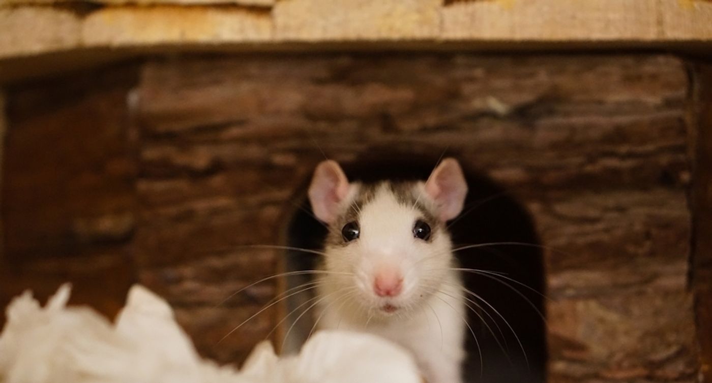 Rats Learned to Hide and Seek. Scientists Learned Way More. - The Atlantic