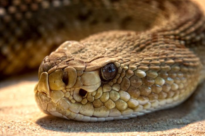 A common idea is that rattlesnakes are more likely to bite humans during times of drought, but a new study shows otherwise.