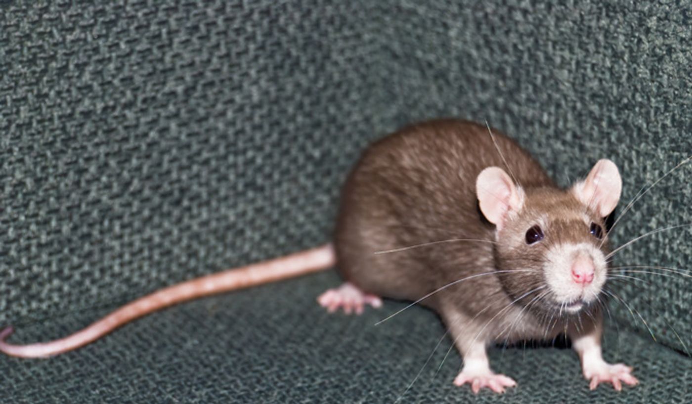 Even the humble rat appears to be smart enough to use tools to perform complex tasks.