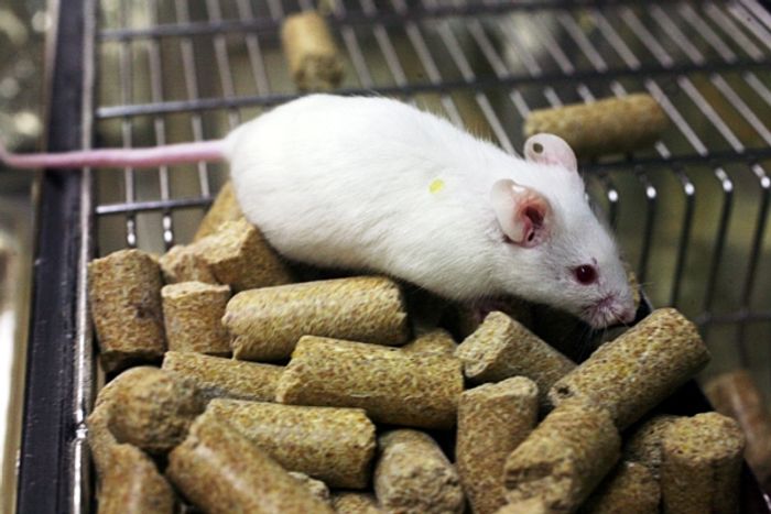 Lights and sound in a game played by lab rats increased their addictive behaviors