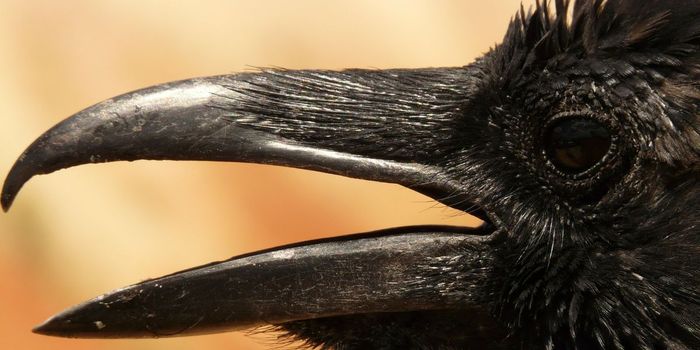 Crows Have Conscious Thought Just Like Primates Neuroscience
