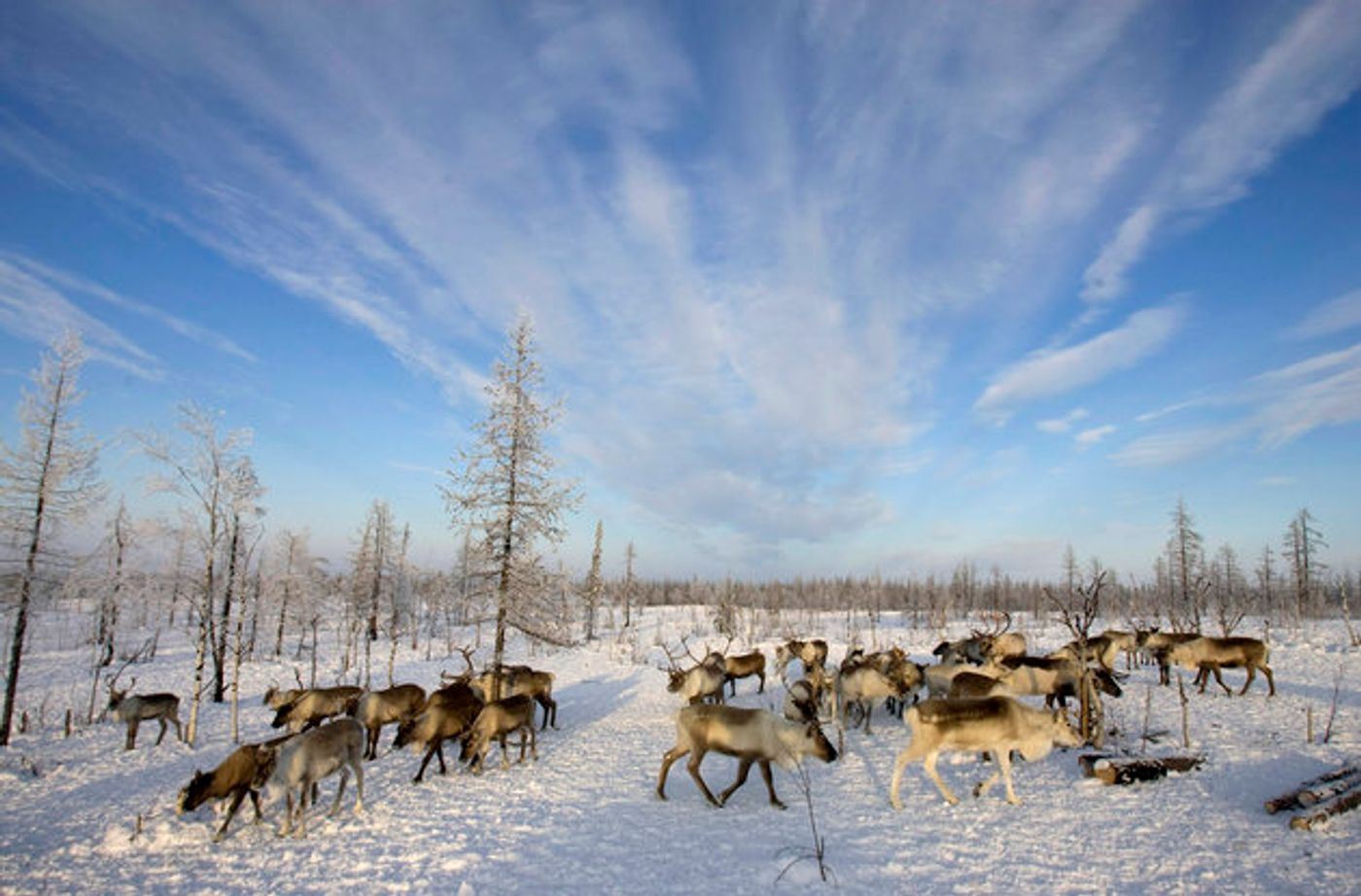Reindeers graze near a Nenets settlement near the remote village of Gornokniazevsk on the Yamal Peninsula. Photo: The Huffington Post