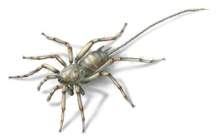 An artist's rendition of a new arachnid species found inside of a hunk of amber from Myanmar. It could be 100 million years old or more.