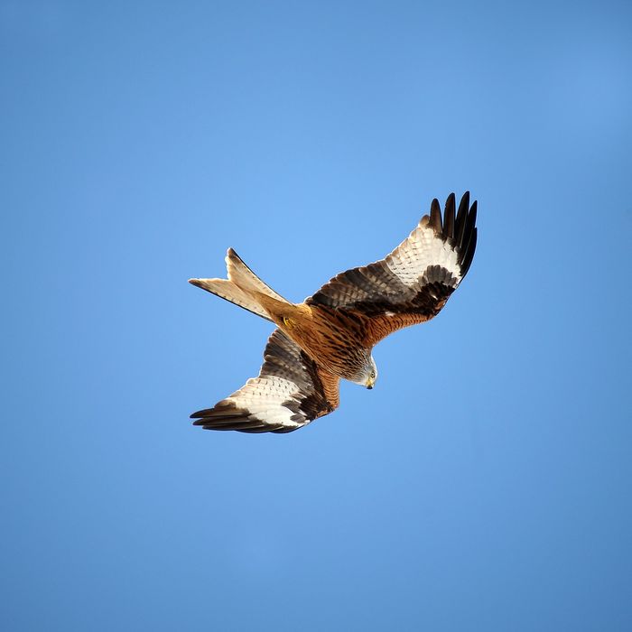 Meet the red kite, a predatory bird experiencing some hardship in Europe.