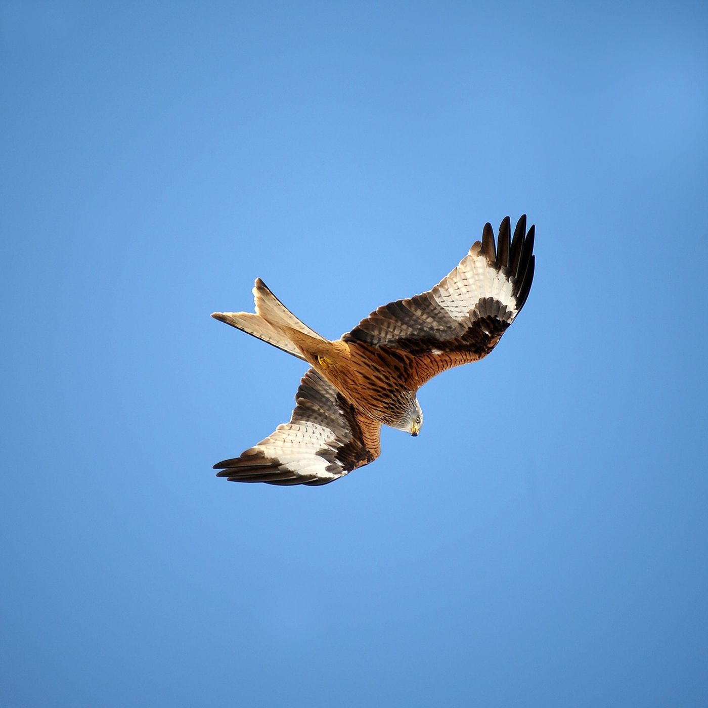 Meet the red kite, a predatory bird experiencing some hardship in Europe.