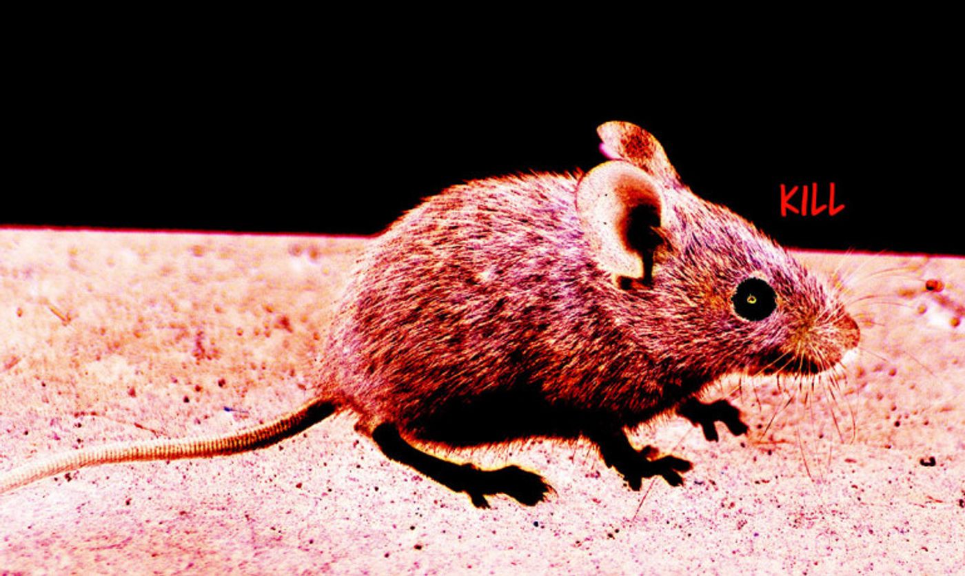 By "exciting" selected groups of brain cells with light from a surgically inserted probe, researchers could start, stop, and restart aggressive outbursts in the study mice.