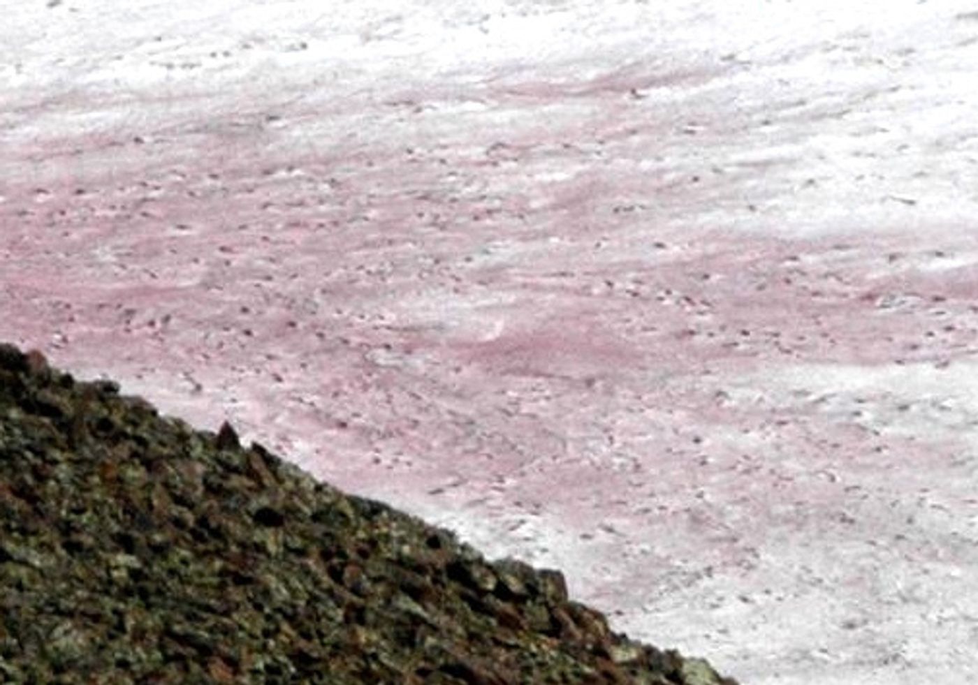 An image of snow reddened by algae