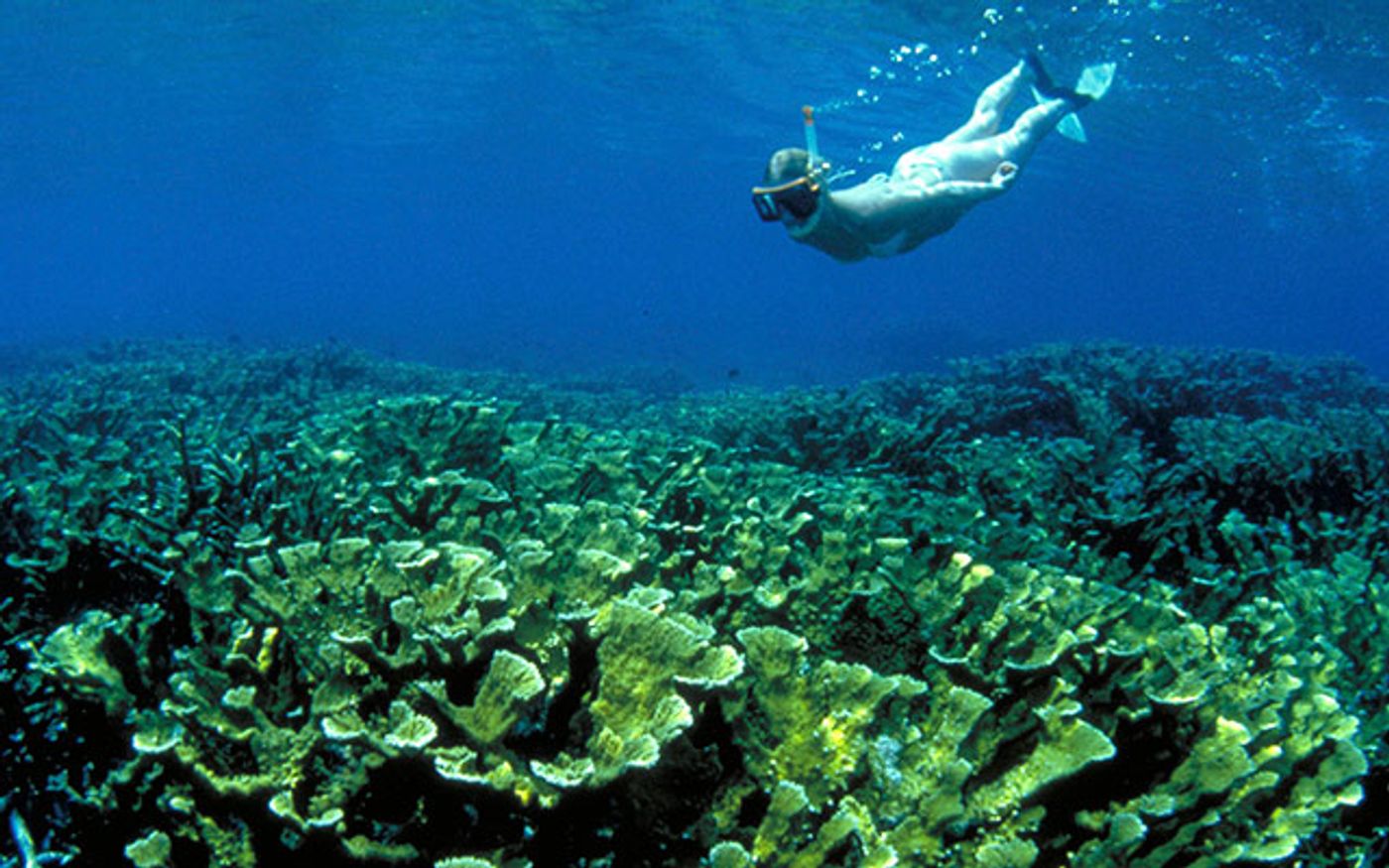 Coral reefs in Florida Keys bring tourists and their wallets to the region. If corals go, so will the region's economy. Photo: The Nature Conservancy