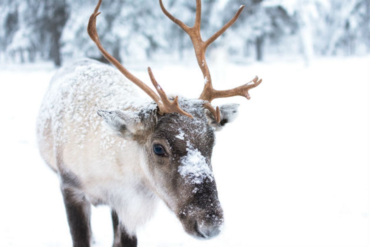 Reindeer are reportedly shrinking in size due to climate change.