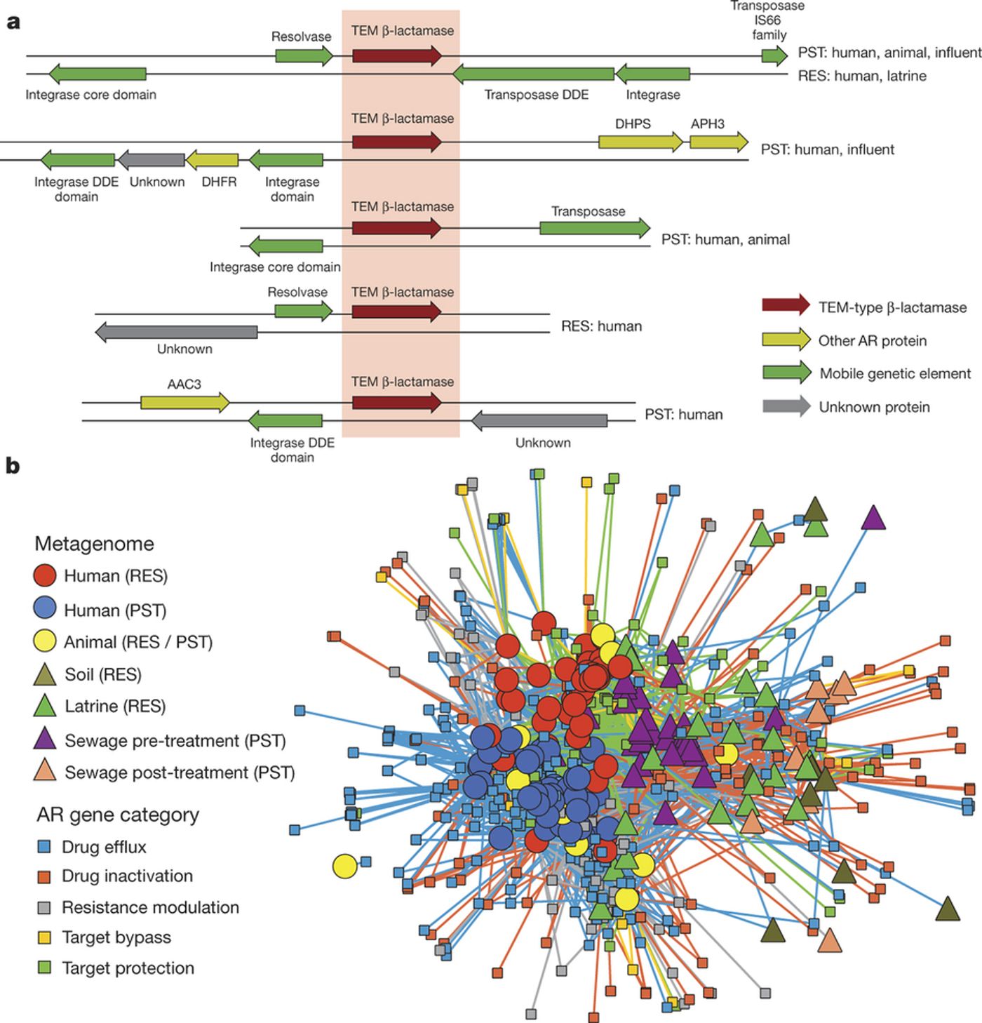 Antibiotic resistance proteins found in multiple habitats and genetic contexts. a, Representative alignment of 5 of 25 contigs encoding a TEM-type ?-lactamase at 99.9% nucleotide identity. Source metagenomic libraries are indicated on the left. b, Antibiotic resistance networks between human and environmental metagenomes. Small squares represent unique antibiotic resistance proteins found in at least one sampled metagenome, colored by predicted resistance mechanism. Large nodes represent individual human/animal (circle) or environmental (triangle) metagenomes, coloured by habitat/cohort. Lines connecting samples and antibiotic resistance proteins represent a ShortBRED hit with an RPKM (reads per kilobase per million reads)