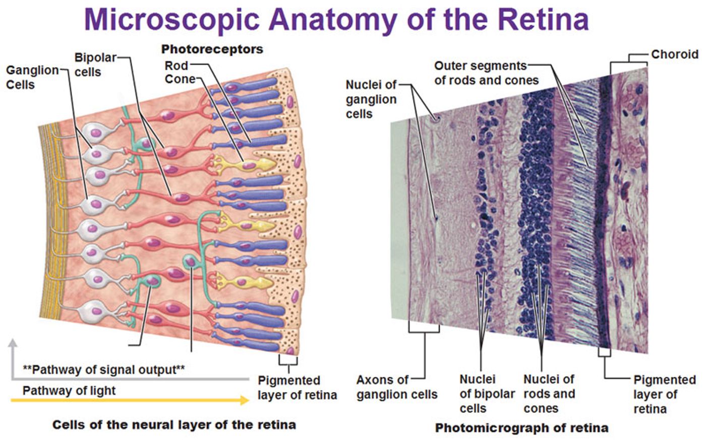 A closer look at the retinal cells within the eye (Public Domain)