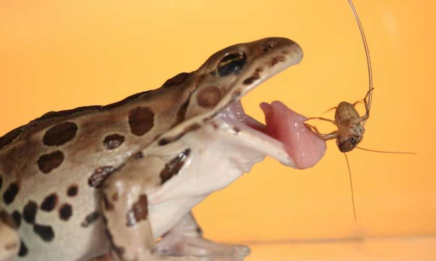 What's the secret behind the frog's amazingly-sticky tongue?