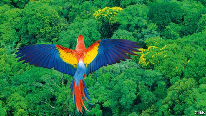Amazonia supports the most biodiversity anywhere on Earth. Photo: The Economist