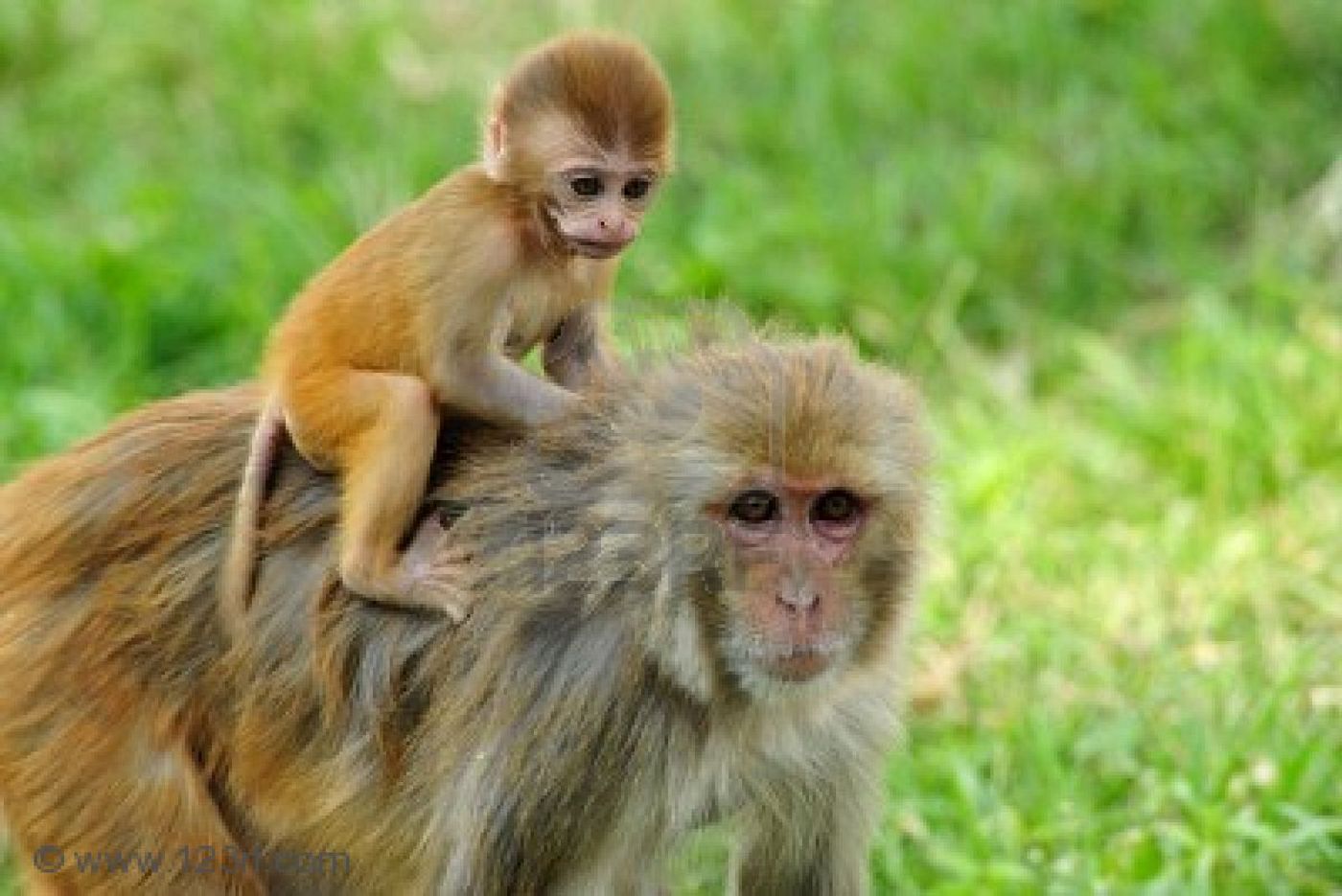 A Rhesus macaque and her baby