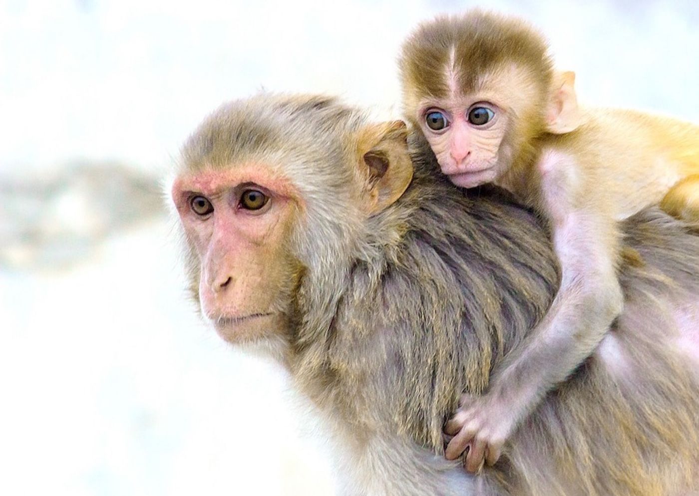 Rhesus monkeys / Credit: Max Pixel