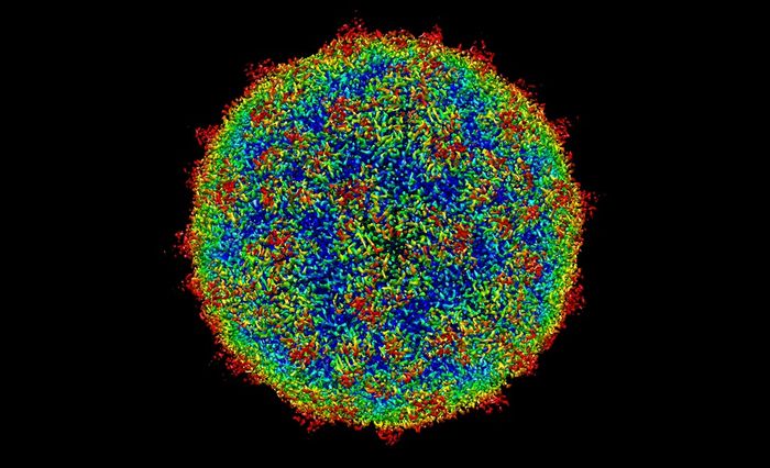 Rhinovirus is the most common pathogen causing the common cold.