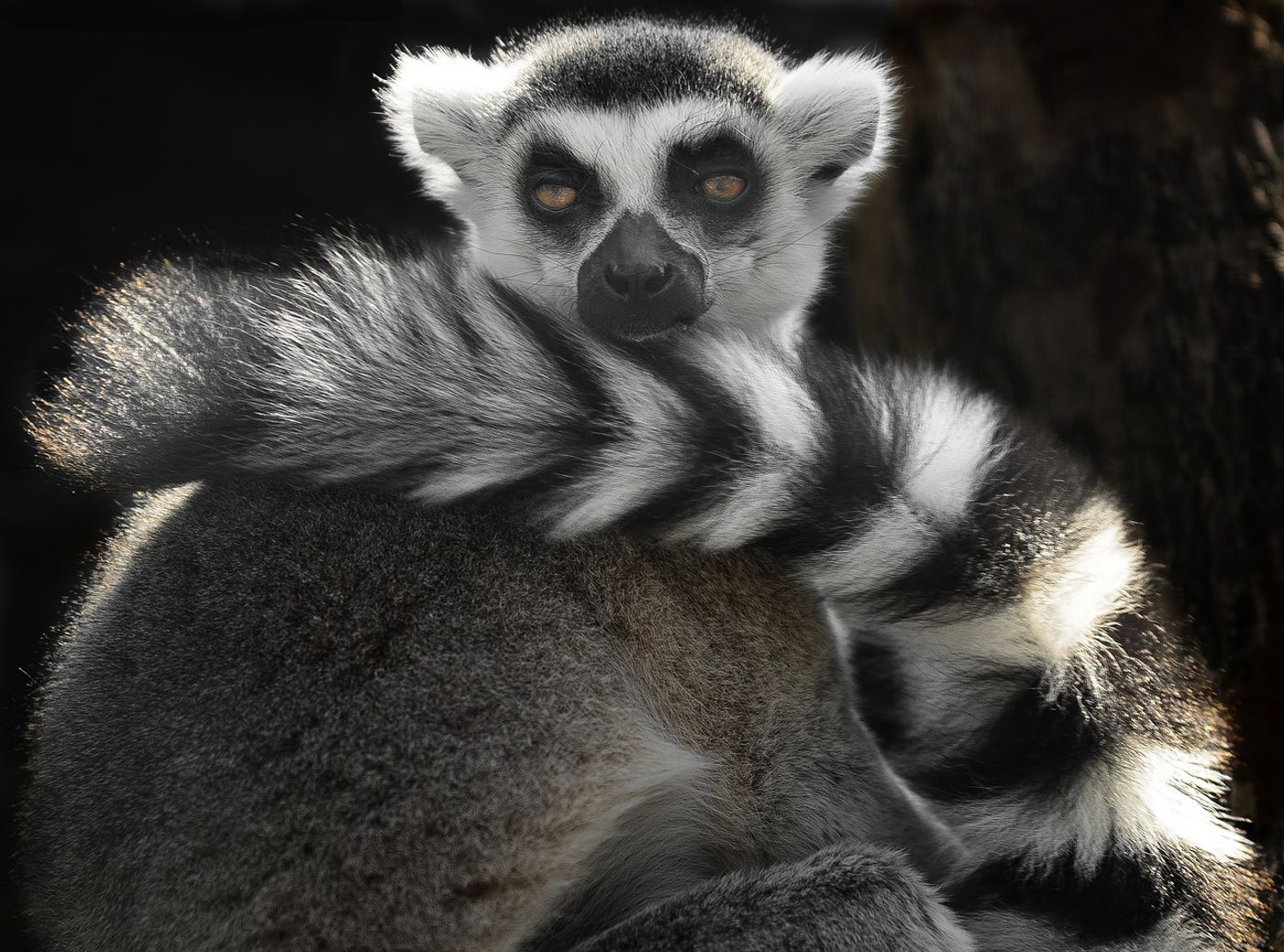 Ring-tailed lemurs are unique in the way they look. Their bushy tails might even serve as a way to attract mates.