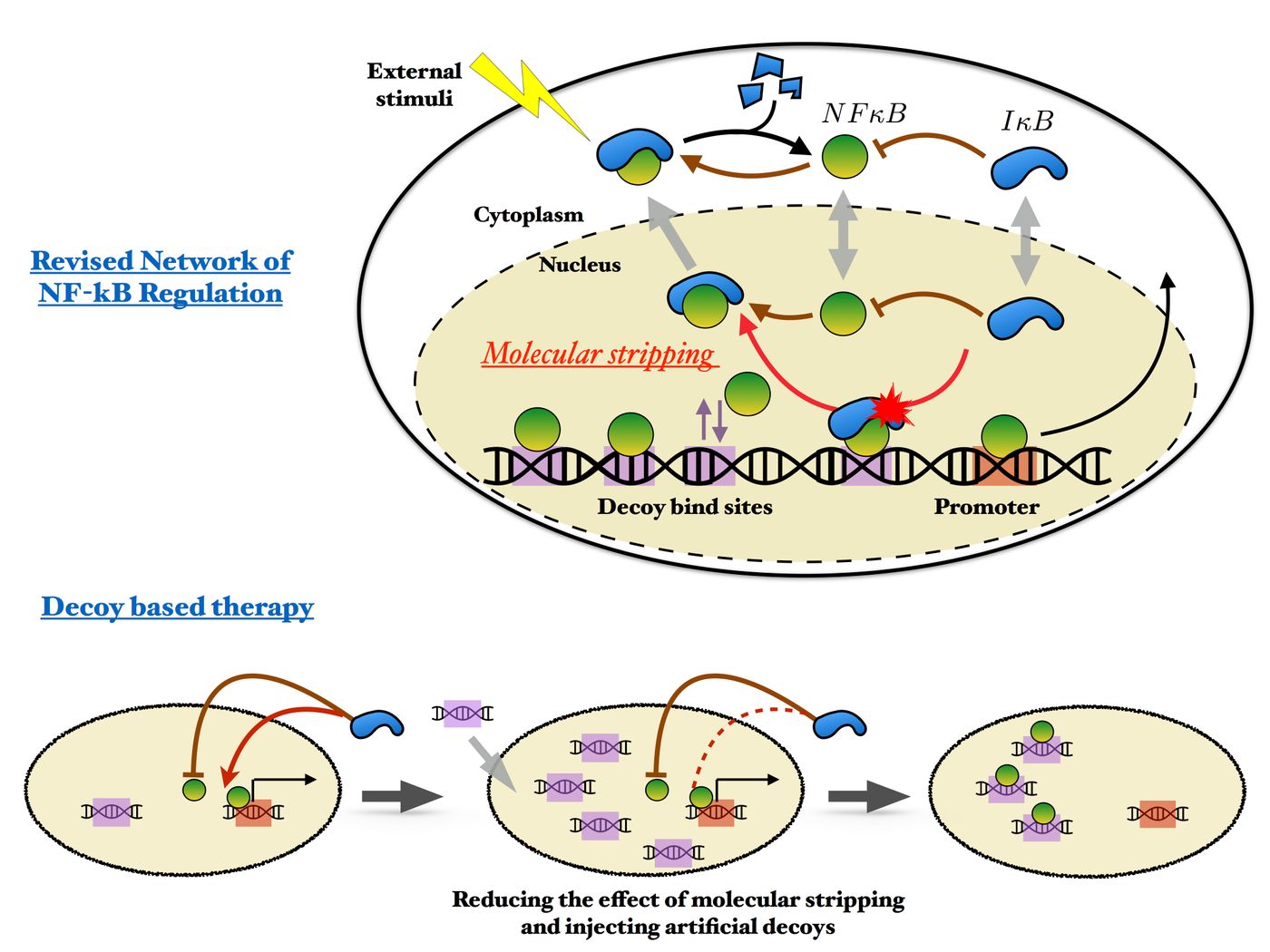 The recently discovered process of molecular stripping (top) shows how nature has evolved to cope with regulating master transcription factors like NFkB that engage in pervasive genome-wide binding. Rice University researchers have proposed a revised model, bottom, of the NFkB regulatory network that suggests novel strategies for more effective decoy therapy. / Credit: Wolynes Research Lab/Rice University