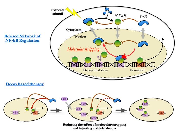 The recently discovered process of molecular stripping (top) shows how nature has evolved to cope with regulating master transcription factors like NFkB that engage in pervasive genome-wide binding. Rice University researchers have proposed a revised model, bottom, of the NFkB regulatory network that suggests novel strategies for more effective decoy therapy. / Credit: Wolynes Research Lab/Rice University